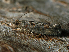 Epinotia maculana