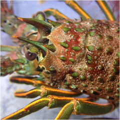 Panulirus interruptus