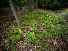 Athyrium asplenioides