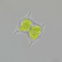 Staurodesmus dejectus