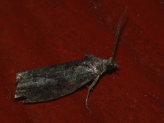 Epinotia maculana