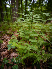 Athyrium asplenioides