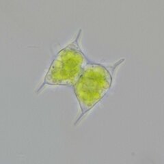 Staurodesmus dejectus