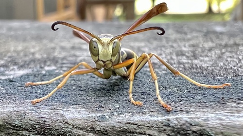 Northern Paper Wasp, Michigan, US, photo 8 of 10