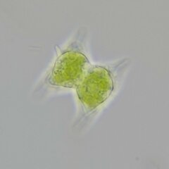 Staurodesmus dejectus