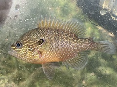 Lepomis marginatus