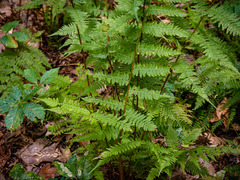 Athyrium asplenioides