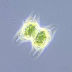 Staurodesmus dejectus