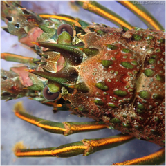 Panulirus interruptus