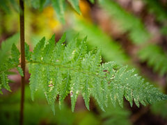 Athyrium asplenioides