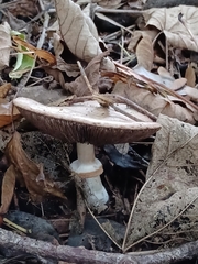 Agaricus moelleri