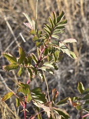 Rosa woodsii