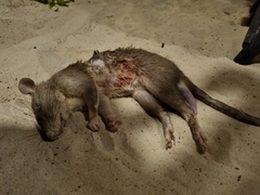 Cricetomys gambianus