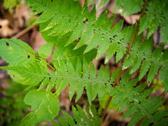 Athyrium asplenioides