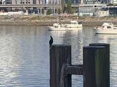 Phalacrocorax