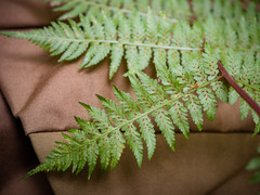 Athyrium asplenioides