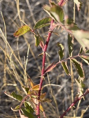 Rosa woodsii