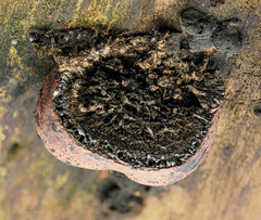 Hypoxylon fragiforme