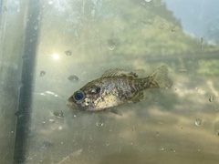 Lepomis gulosus