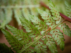 Athyrium asplenioides