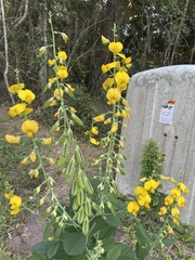 Crotalaria spectabilis
