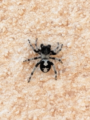 Loureedia colleni