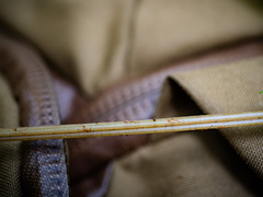 Athyrium asplenioides
