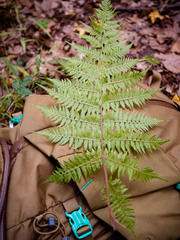 Athyrium asplenioides