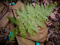 Athyrium asplenioides