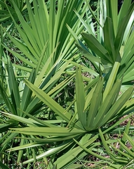 Serenoa repens