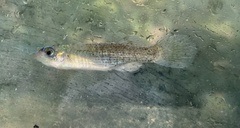Fundulus dispar