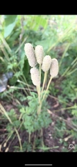 Anemone cylindrica