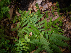 Athyrium asplenioides