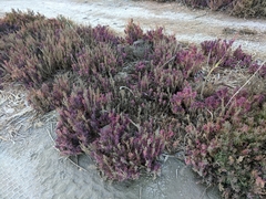 Suaeda australis