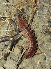 Pseudopolydesmus