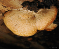 Crepidotus crocophyllus