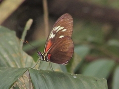 Heliconiinae