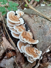 Trametes ochracea