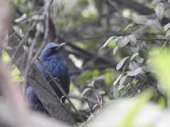 Melanotis caerulescens