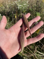 Asclepias incarnata