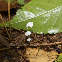 Marasmius epiphyllus