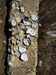 Ostreidae