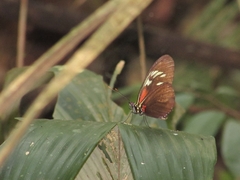 Heliconiinae