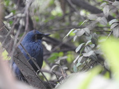 Melanotis caerulescens