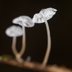 Marasmius epiphyllus