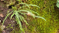Asplenium trichomanes trichomanes