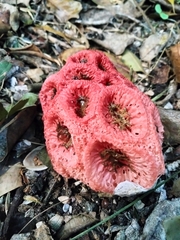 Clathrus crispus