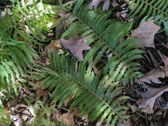 Matteuccia struthiopteris