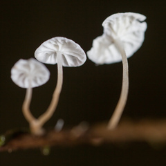 Marasmius epiphyllus