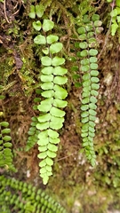 Asplenium trichomanes trichomanes